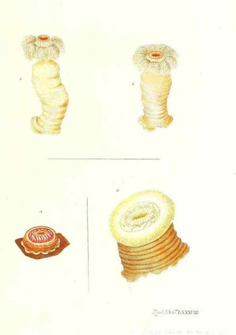 Reproducción/Reproduction 7495581964: Zoologia danica, sev Animalivm Daniae et Norvegiae rariorvm ac minvs notorvm descriptiones et historia .... Havniae :typis N. Mölleri aulae regiae typographi et filii,1788-1806.