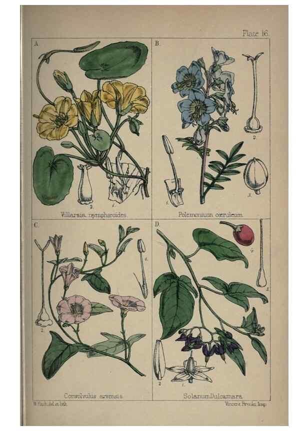 Reproducción/Reproduction 7454762146: British wild flowers :. London,Reeve,1867.