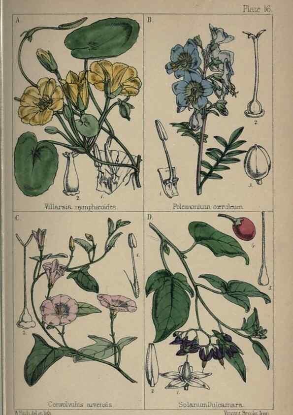 Reproducción/Reproduction 7454762146: British wild flowers :. London,Reeve,1867.