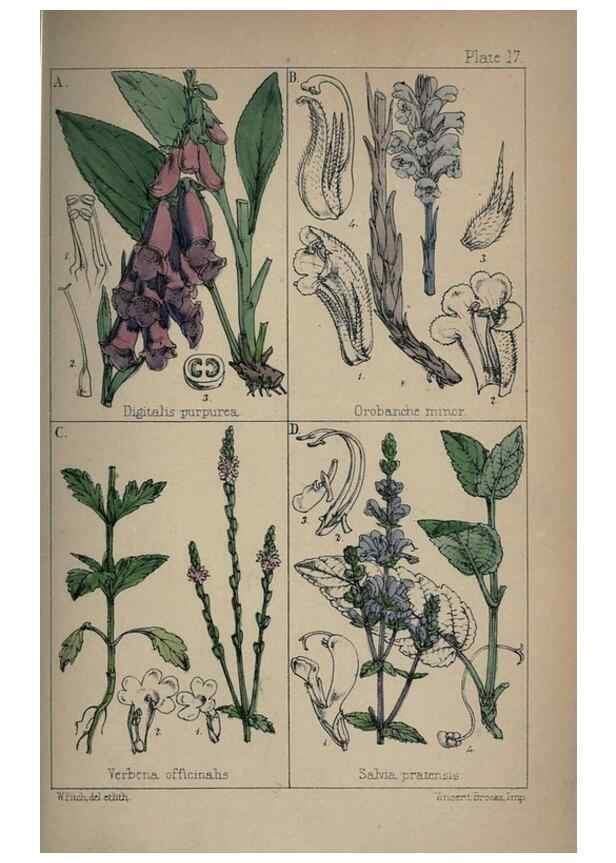 Reproducción/Reproduction 7454763580: British wild flowers :. London,Reeve,1867.