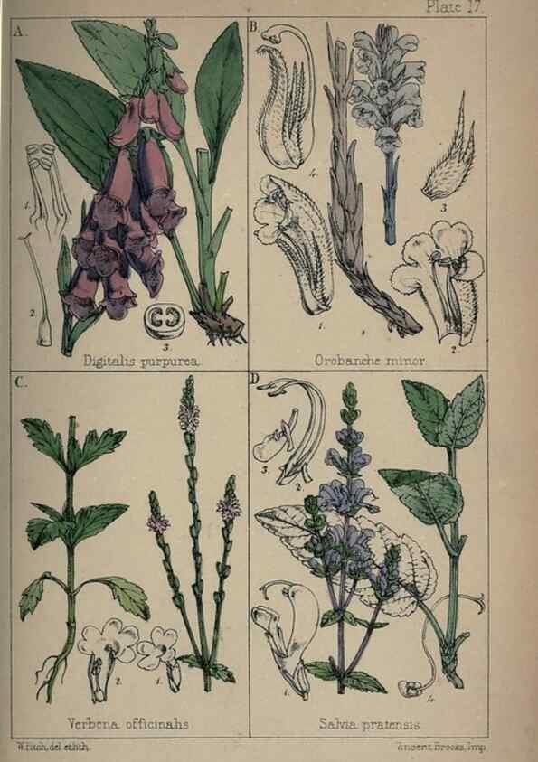 Reproducción/Reproduction 7454763580: British wild flowers :. London,Reeve,1867.