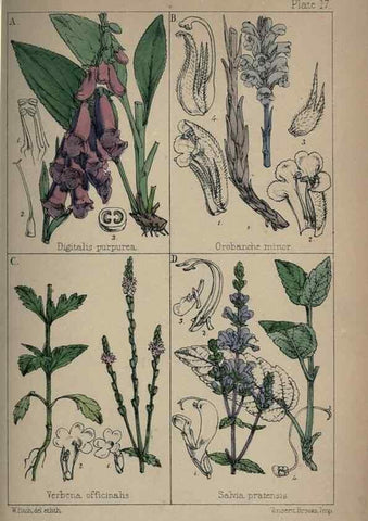 Reproducción/Reproduction 7454763580: British wild flowers :. London,Reeve,1867.
