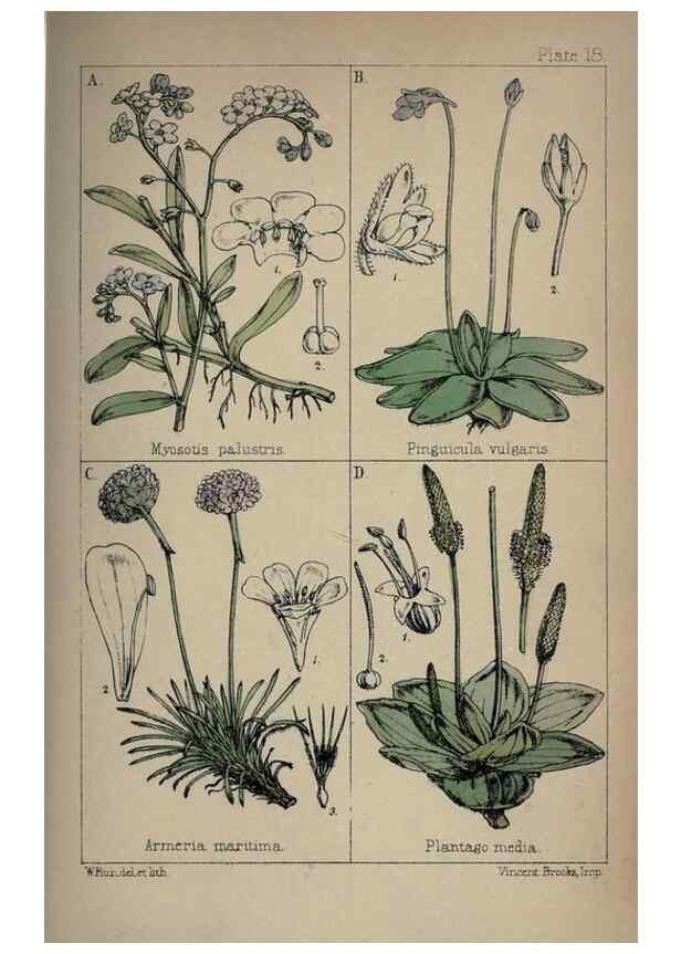 Reproducción/Reproduction 7454764962: British wild flowers :. London,Reeve,1867.