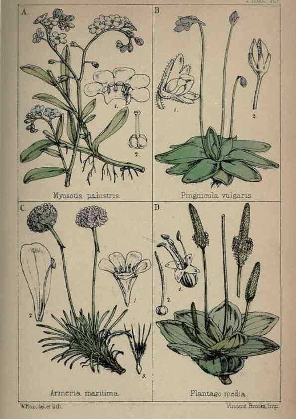 Reproducción/Reproduction 7454764962: British wild flowers :. London,Reeve,1867.