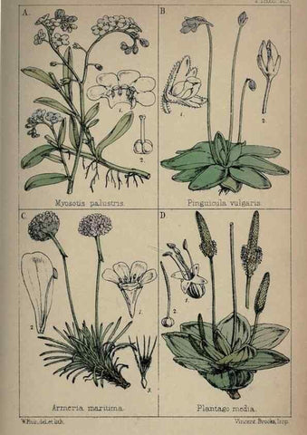 Reproducción/Reproduction 7454764962: British wild flowers :. London,Reeve,1867.