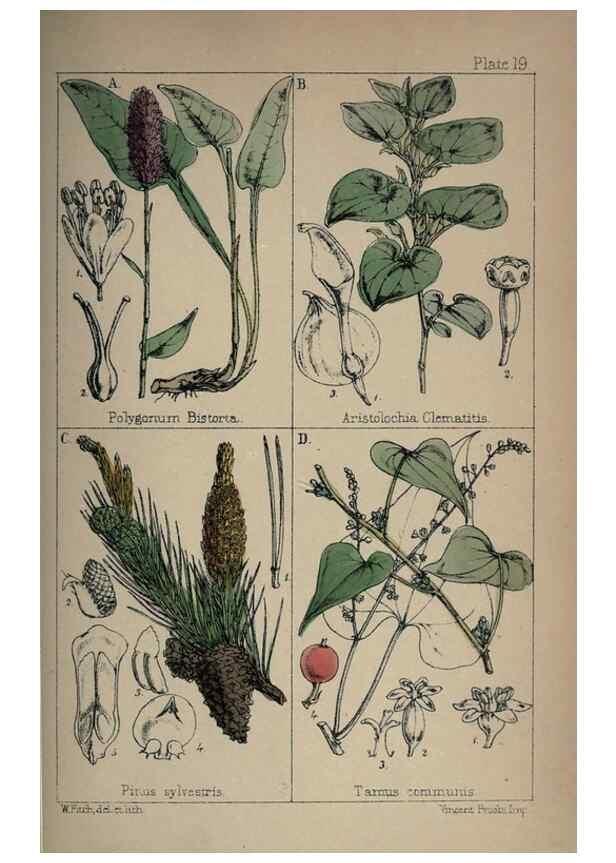 Reproducción/Reproduction 7454765904: British wild flowers :. London,Reeve,1867.
