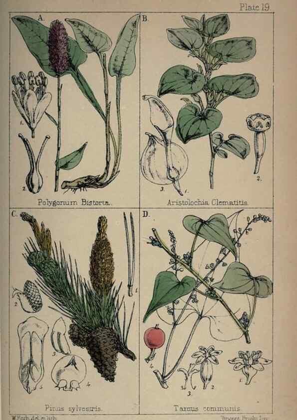 Reproducción/Reproduction 7454765904: British wild flowers :. London,Reeve,1867.