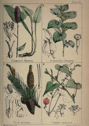 Reproducción/Reproduction 7454765904: British wild flowers :. London,Reeve,1867.