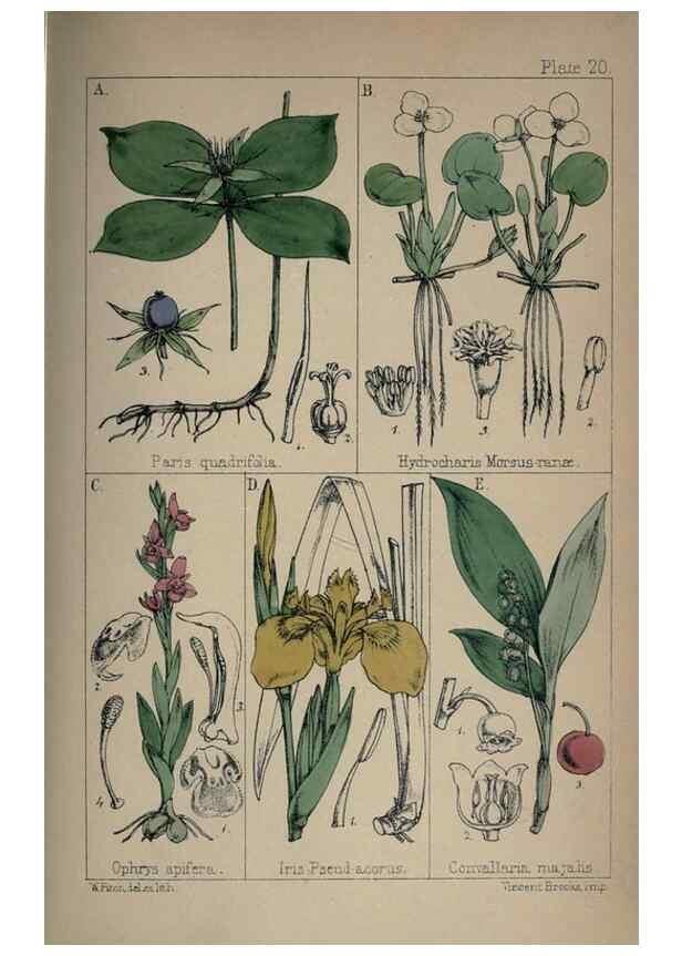 Reproducción/Reproduction 7454767262: British wild flowers :. London,Reeve,1867.