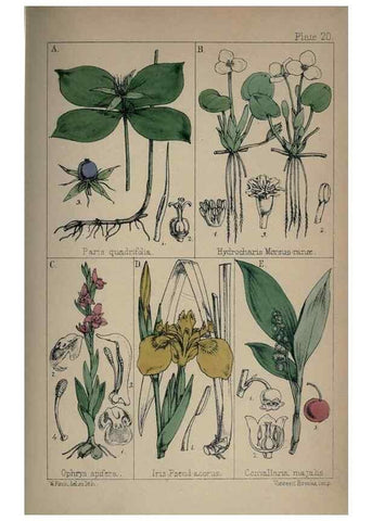Reproducción/Reproduction 7454767262: British wild flowers :. London,Reeve,1867.