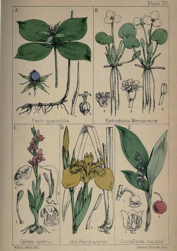 Reproducción/Reproduction 7454767262: British wild flowers :. London,Reeve,1867.