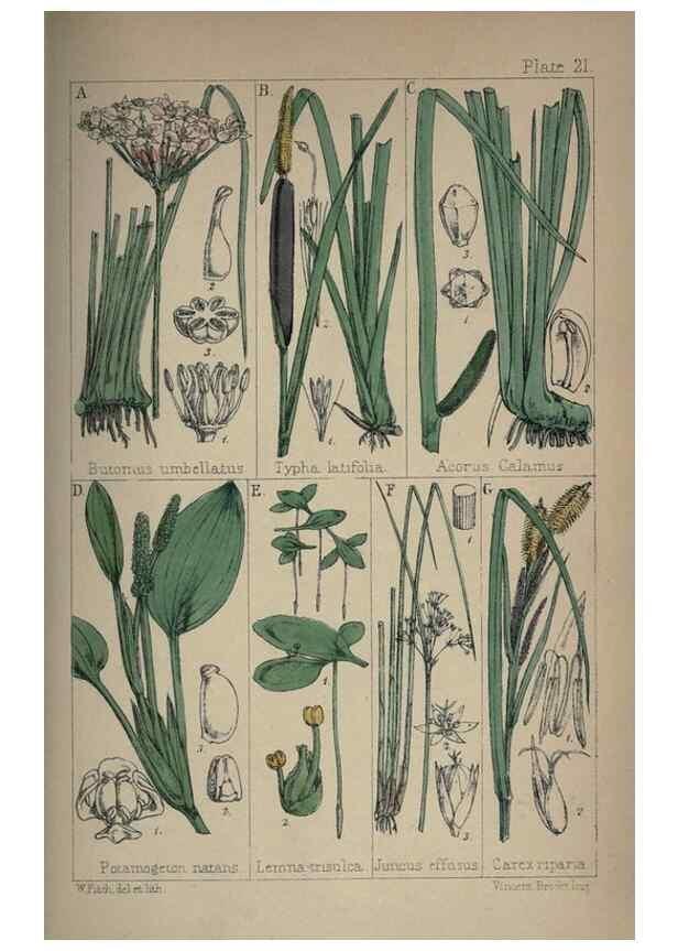 Reproducción/Reproduction 7454768526: British wild flowers :. London,Reeve,1867.