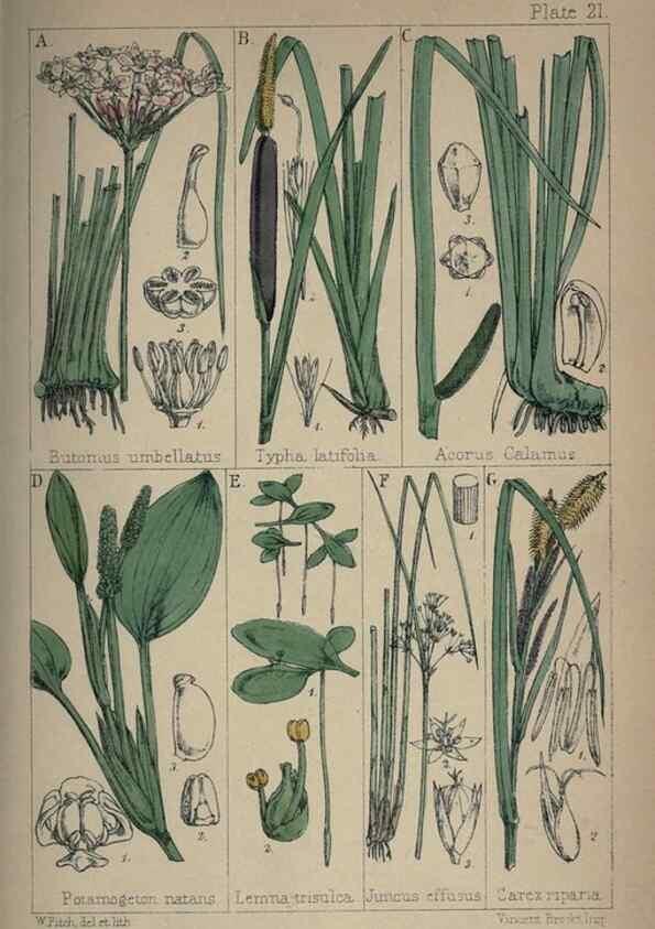 Reproducción/Reproduction 7454768526: British wild flowers :. London,Reeve,1867.