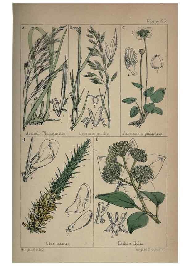 Reproducción/Reproduction 7454769968: British wild flowers :. London,Reeve,1867.