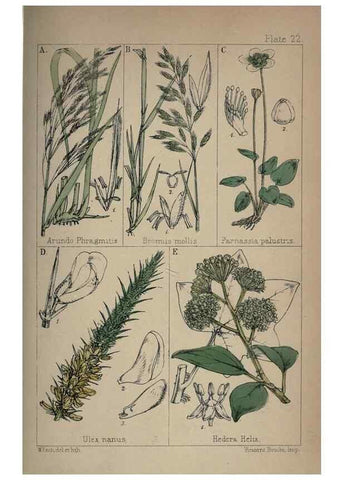 Reproducción/Reproduction 7454769968: British wild flowers :. London,Reeve,1867.