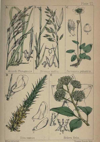 Reproducción/Reproduction 7454769968: British wild flowers :. London,Reeve,1867.