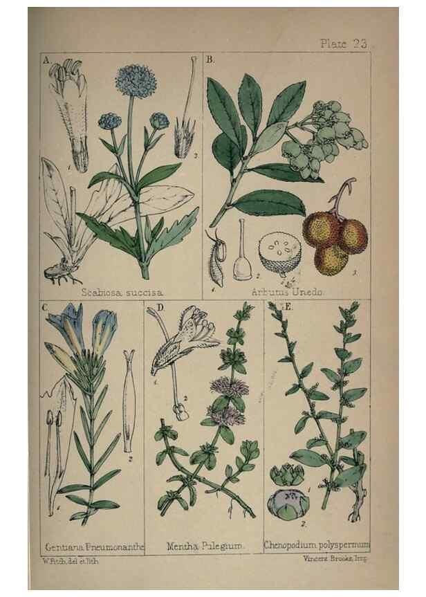 Reproducción/Reproduction 7454770930: British wild flowers :. London,Reeve,1867.