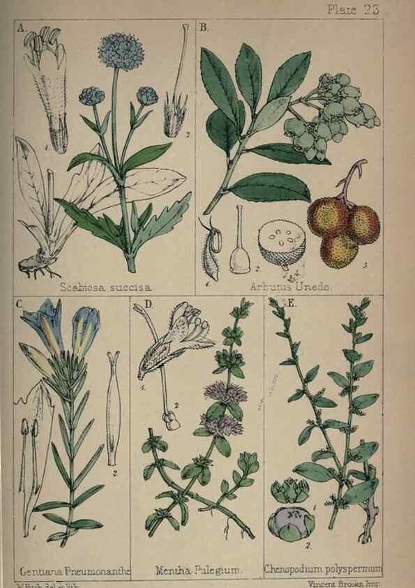 Reproducción/Reproduction 7454770930: British wild flowers :. London,Reeve,1867.
