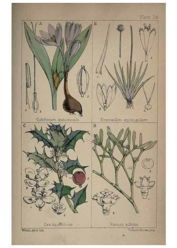 Reproducción/Reproduction 7454771902: British wild flowers :. London,Reeve,1867.