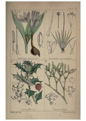 Reproducción/Reproduction 7454771902: British wild flowers :. London,Reeve,1867.