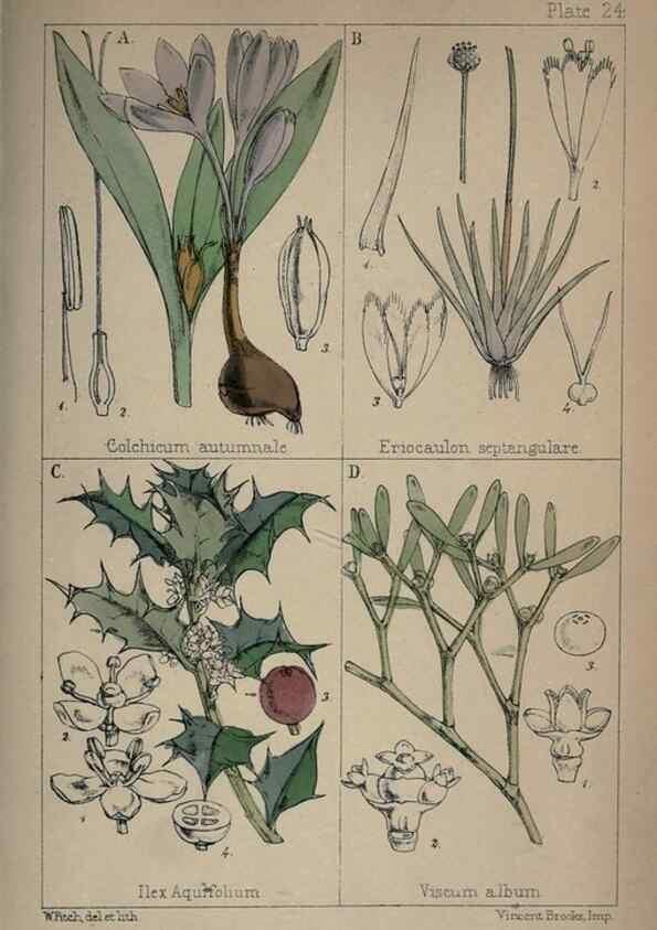 Reproducción/Reproduction 7454771902: British wild flowers :. London,Reeve,1867.