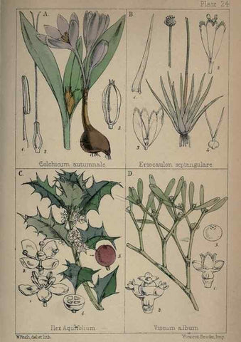 Reproducción/Reproduction 7454771902: British wild flowers :. London,Reeve,1867.
