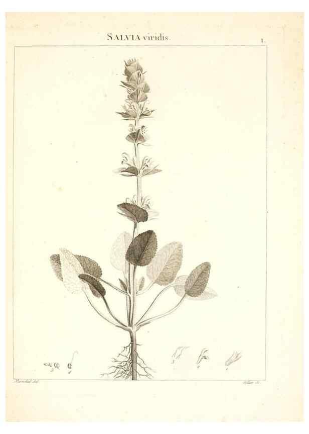 Reproducción/Reproduction 7455919576: Flora Atlantica, sive, Historia plantarum quae in Atlante, agro Tunetano et Algeriensi crescunt /. Parisiis :Apud Blanchon,1800.