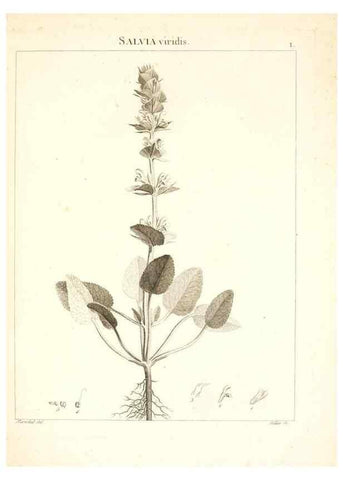 Reproducción/Reproduction 7455919576: Flora Atlantica, sive, Historia plantarum quae in Atlante, agro Tunetano et Algeriensi crescunt /. Parisiis :Apud Blanchon,1800.