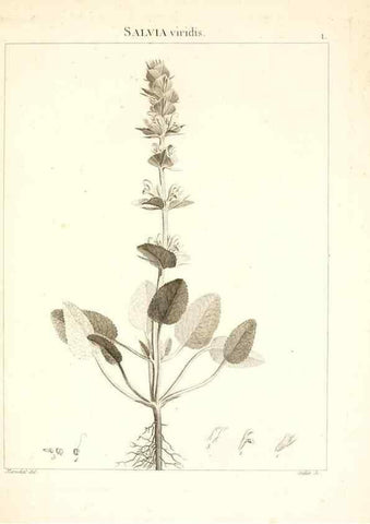 Reproducción/Reproduction 7455919576: Flora Atlantica, sive, Historia plantarum quae in Atlante, agro Tunetano et Algeriensi crescunt /. Parisiis :Apud Blanchon,1800.