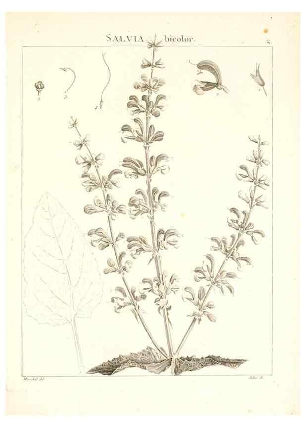 Reproducción/Reproduction 7455920844: Flora Atlantica, sive, Historia plantarum quae in Atlante, agro Tunetano et Algeriensi crescunt /. Parisiis :Apud Blanchon,1800.