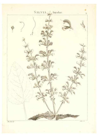 Reproducción/Reproduction 7455920844: Flora Atlantica, sive, Historia plantarum quae in Atlante, agro Tunetano et Algeriensi crescunt /. Parisiis :Apud Blanchon,1800.