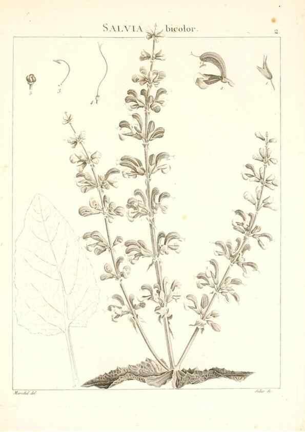 Reproducción/Reproduction 7455920844: Flora Atlantica, sive, Historia plantarum quae in Atlante, agro Tunetano et Algeriensi crescunt /. Parisiis :Apud Blanchon,1800.