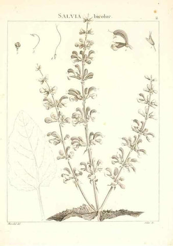 Reproducción/Reproduction 7455920844: Flora Atlantica, sive, Historia plantarum quae in Atlante, agro Tunetano et Algeriensi crescunt /. Parisiis :Apud Blanchon,1800.