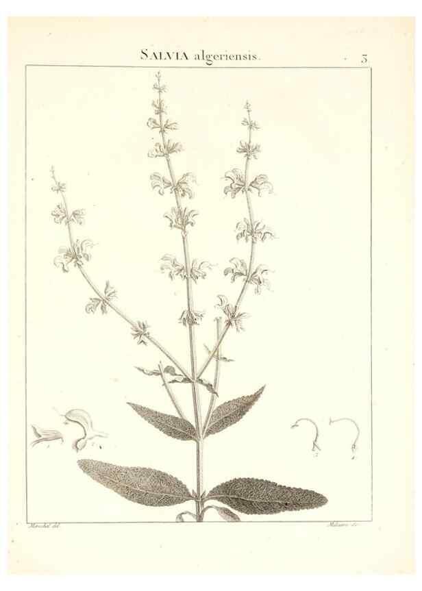 Reproducción/Reproduction 7455921656: Flora Atlantica, sive, Historia plantarum quae in Atlante, agro Tunetano et Algeriensi crescunt /. Parisiis :Apud Blanchon,1800.