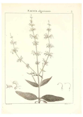 Reproducción/Reproduction 7455921656: Flora Atlantica, sive, Historia plantarum quae in Atlante, agro Tunetano et Algeriensi crescunt /. Parisiis :Apud Blanchon,1800.