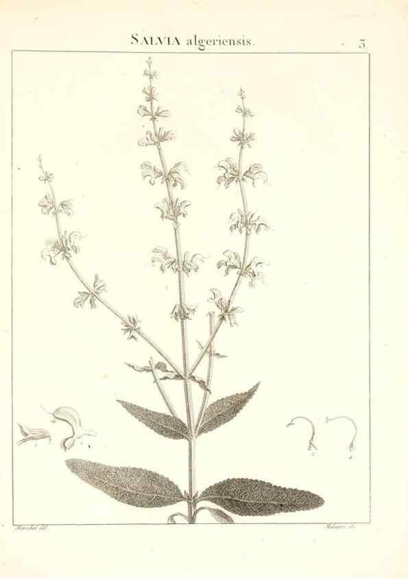 Reproducción/Reproduction 7455921656: Flora Atlantica, sive, Historia plantarum quae in Atlante, agro Tunetano et Algeriensi crescunt /. Parisiis :Apud Blanchon,1800.