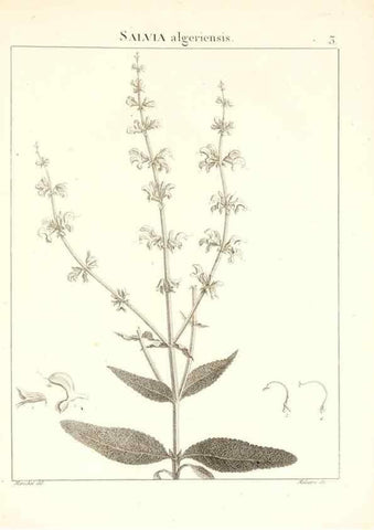 Reproducción/Reproduction 7455921656: Flora Atlantica, sive, Historia plantarum quae in Atlante, agro Tunetano et Algeriensi crescunt /. Parisiis :Apud Blanchon,1800.