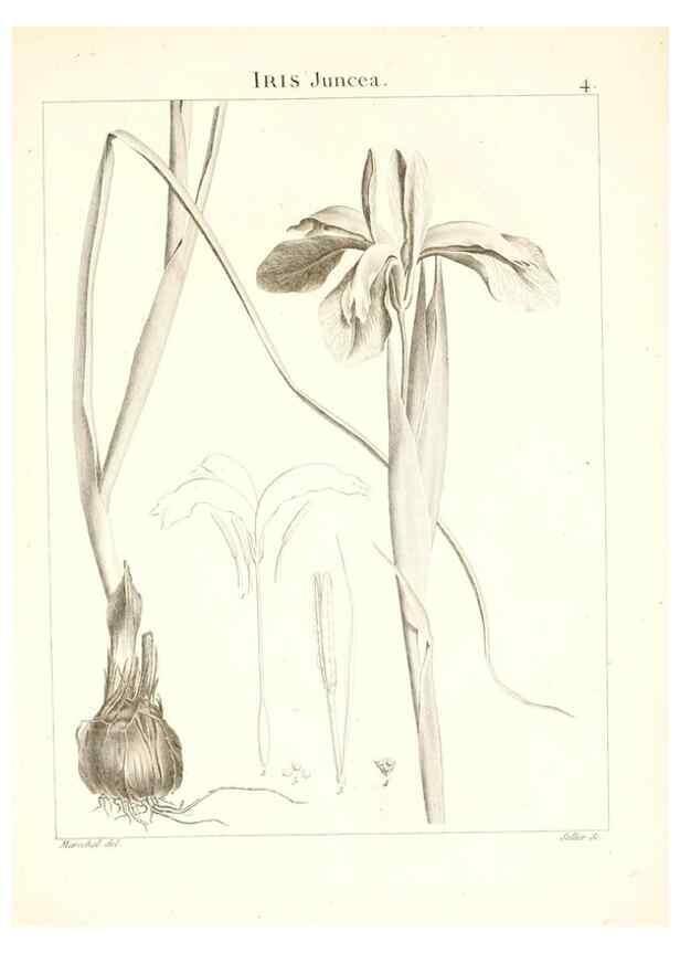 Reproducción/Reproduction 7455922470: Flora Atlantica, sive, Historia plantarum quae in Atlante, agro Tunetano et Algeriensi crescunt /. Parisiis :Apud Blanchon,1800.