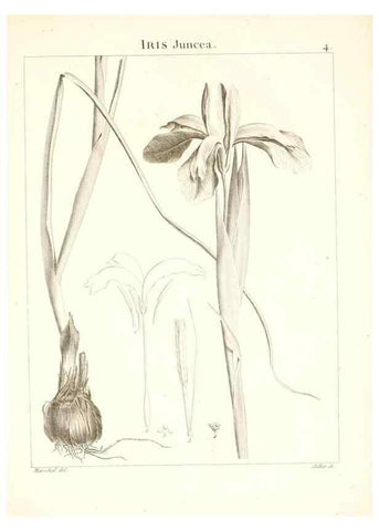 Reproducción/Reproduction 7455922470: Flora Atlantica, sive, Historia plantarum quae in Atlante, agro Tunetano et Algeriensi crescunt /. Parisiis :Apud Blanchon,1800.