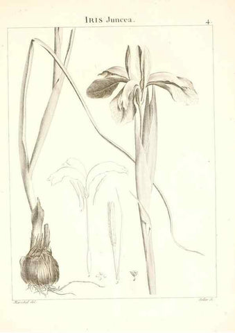 Reproducción/Reproduction 7455922470: Flora Atlantica, sive, Historia plantarum quae in Atlante, agro Tunetano et Algeriensi crescunt /. Parisiis :Apud Blanchon,1800.