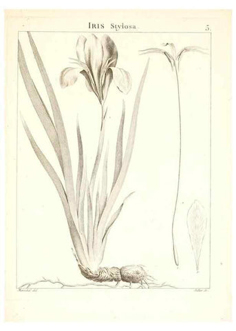 Reproducción/Reproduction 7455923686: Flora Atlantica, sive, Historia plantarum quae in Atlante, agro Tunetano et Algeriensi crescunt /. Parisiis :Apud Blanchon,1800.