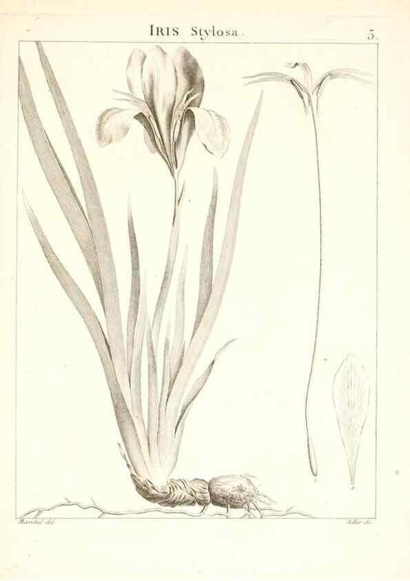 Reproducción/Reproduction 7455923686: Flora Atlantica, sive, Historia plantarum quae in Atlante, agro Tunetano et Algeriensi crescunt /. Parisiis :Apud Blanchon,1800.