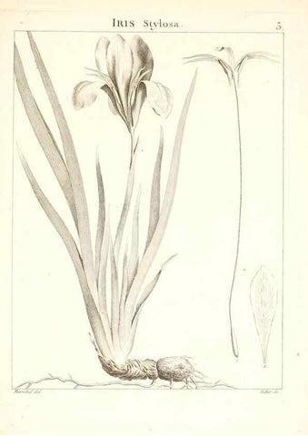 Reproducción/Reproduction 7455923686: Flora Atlantica, sive, Historia plantarum quae in Atlante, agro Tunetano et Algeriensi crescunt /. Parisiis :Apud Blanchon,1800.
