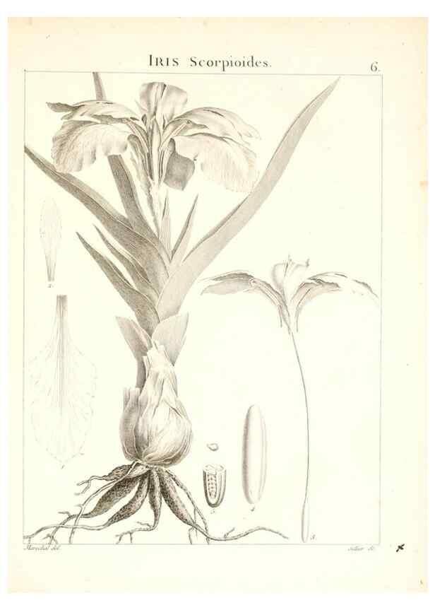 Reproducción/Reproduction 7455925078: Flora Atlantica, sive, Historia plantarum quae in Atlante, agro Tunetano et Algeriensi crescunt /. Parisiis :Apud Blanchon,1800.
