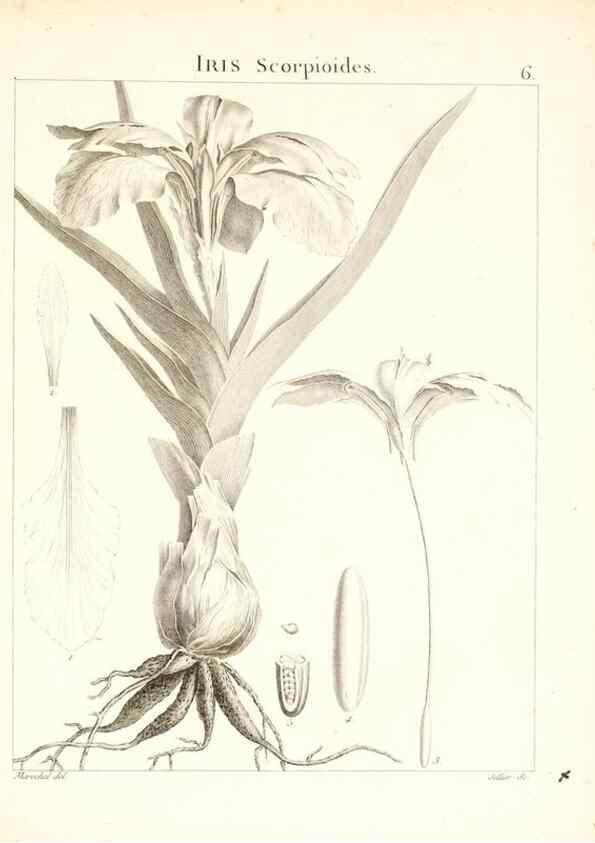 Reproducción/Reproduction 7455925078: Flora Atlantica, sive, Historia plantarum quae in Atlante, agro Tunetano et Algeriensi crescunt /. Parisiis :Apud Blanchon,1800.