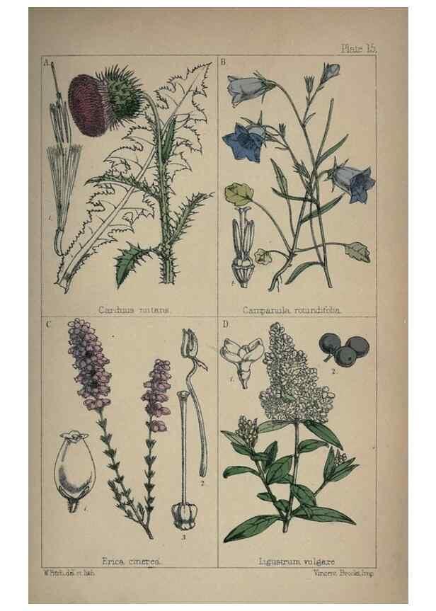 Reproducción/Reproduction 7454761338: British wild flowers :. London,Reeve,1867.