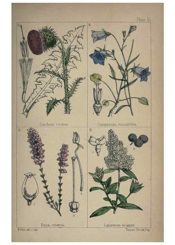 Reproducción/Reproduction 7454761338: British wild flowers :. London,Reeve,1867.
