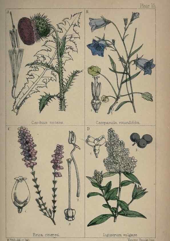 Reproducción/Reproduction 7454761338: British wild flowers :. London,Reeve,1867.