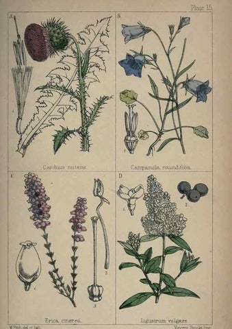 Reproducción/Reproduction 7454761338: British wild flowers :. London,Reeve,1867.
