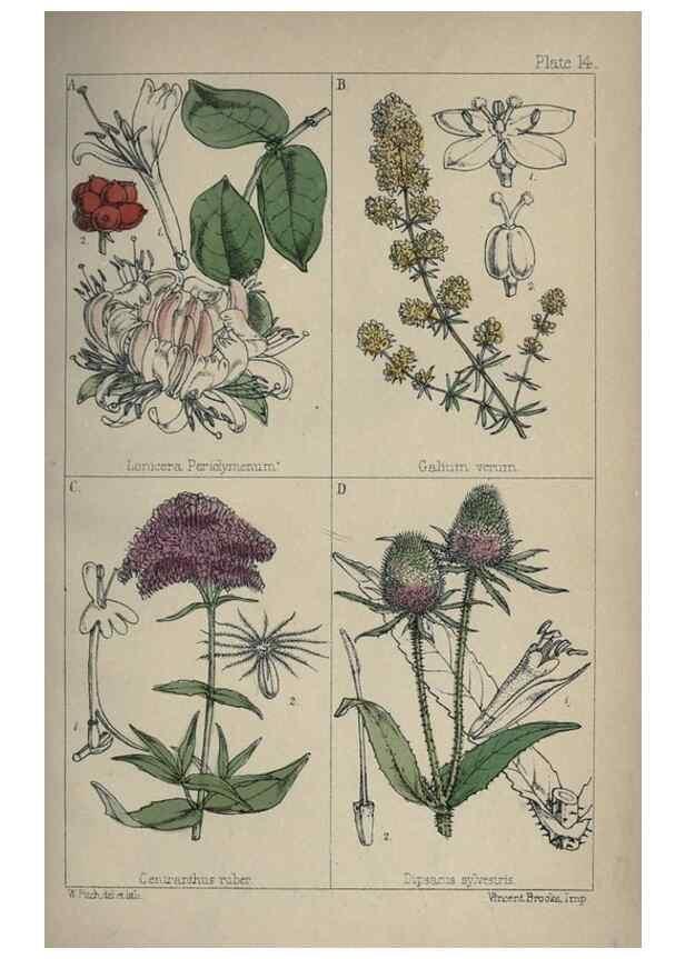 Reproducción/Reproduction 7454760046: British wild flowers :. London,Reeve,1867.